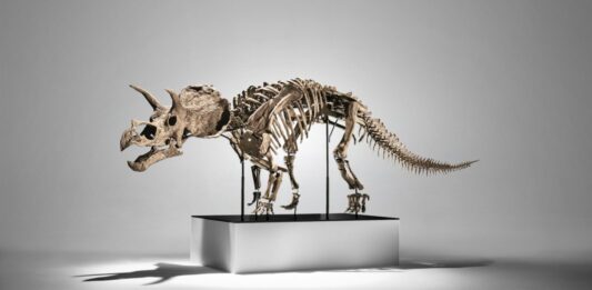 Dentro de la subasta: Cera, el joven Triceratops de Phillips