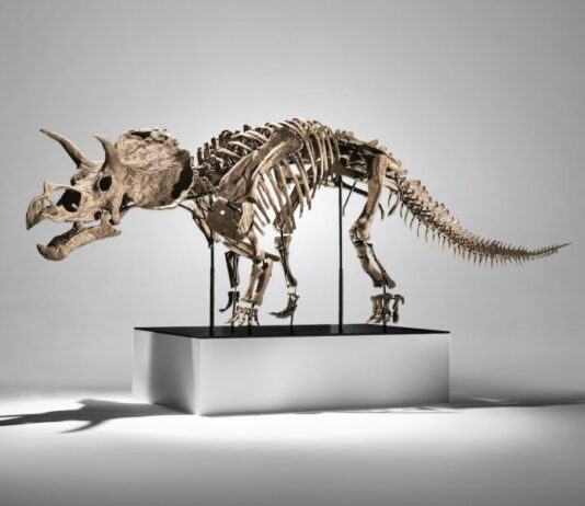 Dentro de la subasta: Cera, el joven Triceratops de Phillips