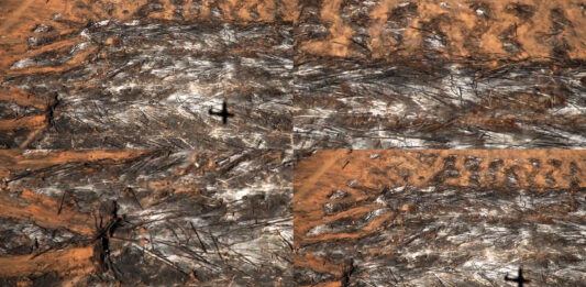 Sonia Guggisberg, MAC Parque Forestal de Santiago de Chile: «Amazonía Mapeada»