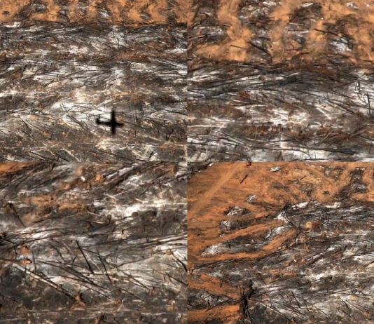 Sonia Guggisberg, MAC Parque Forestal de Santiago de Chile: «Amazonía Mapeada»