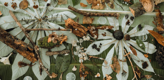 ‘Fungi Cosmology’ en el MAC de Santiago: investigación y lógica colaborativa