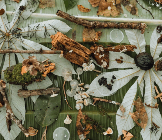 ‘Fungi Cosmology’ en el MAC de Santiago: investigación y lógica colaborativa