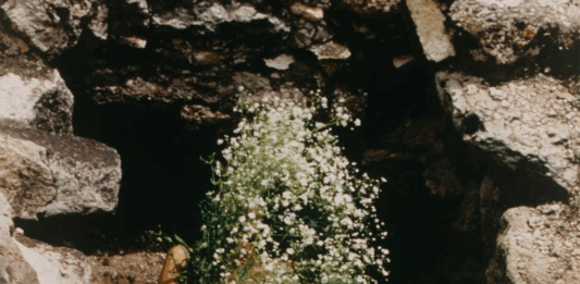 Ana Mendieta en Tate Modern: cuerpo, territorio y transformación
