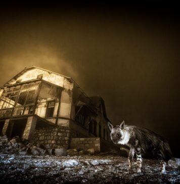 Wildlife Photographer: la muestra de fotografía de naturaleza que nunca deja de sorprender