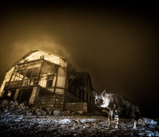 Wildlife Photographer: la muestra de fotografía de naturaleza que nunca deja de sorprender