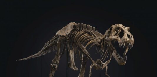 ¿Qué ocurre con los dinosaurios que baten récords? Stan, el T-Rex de 31,8 millones de dólares, se exhibe en Abu Dabi