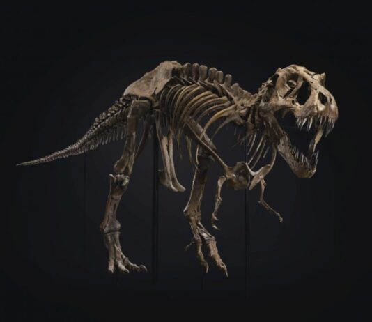 ¿Qué ocurre con los dinosaurios que baten récords? Stan, el T-Rex de 31,8 millones de dólares, se exhibe en Abu Dabi