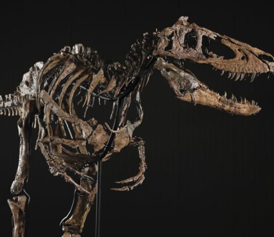 Un rarísimo dinosaurio podría alcanzar los 9 millones de dólares en subasta